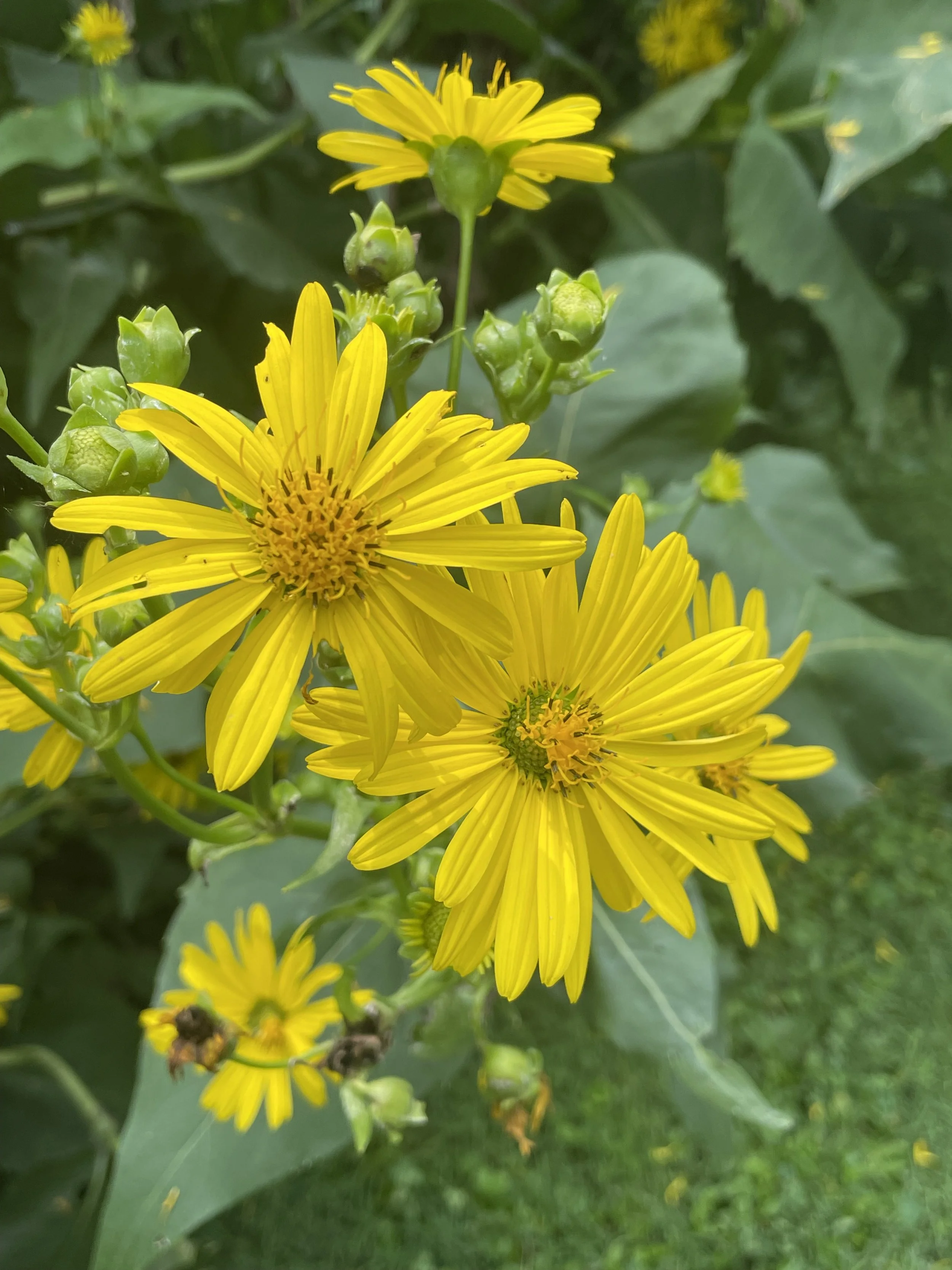 What’s in Bloom: Scavenger Hunt for August 2026