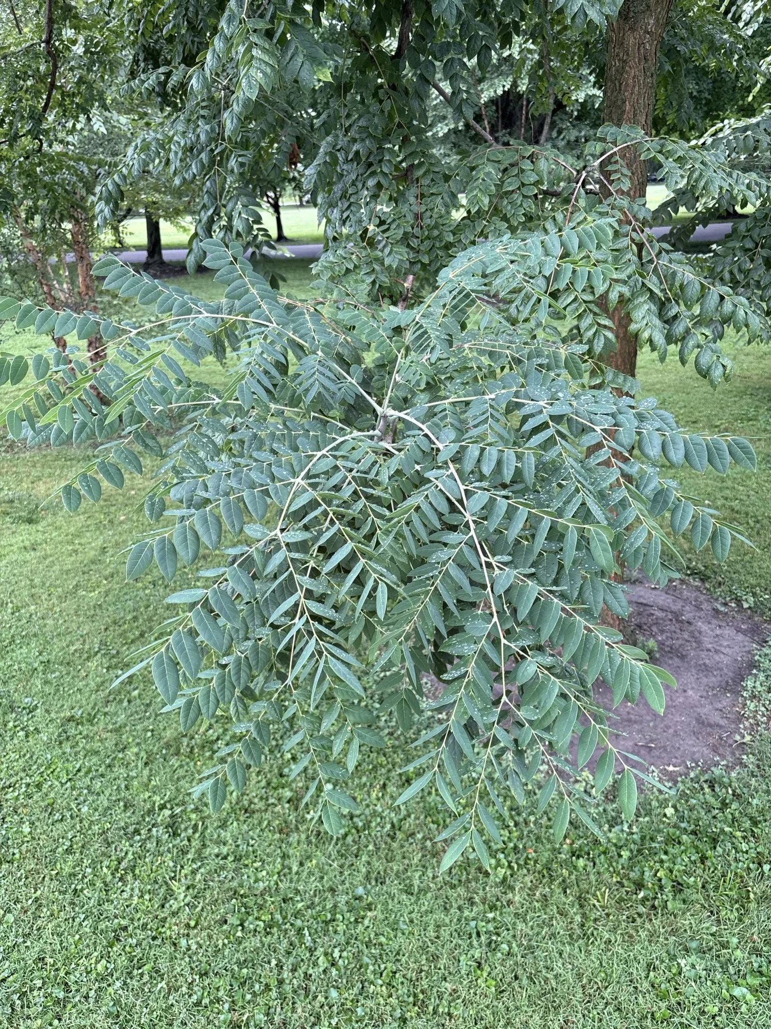 🌳Tree of the Month for August 2026