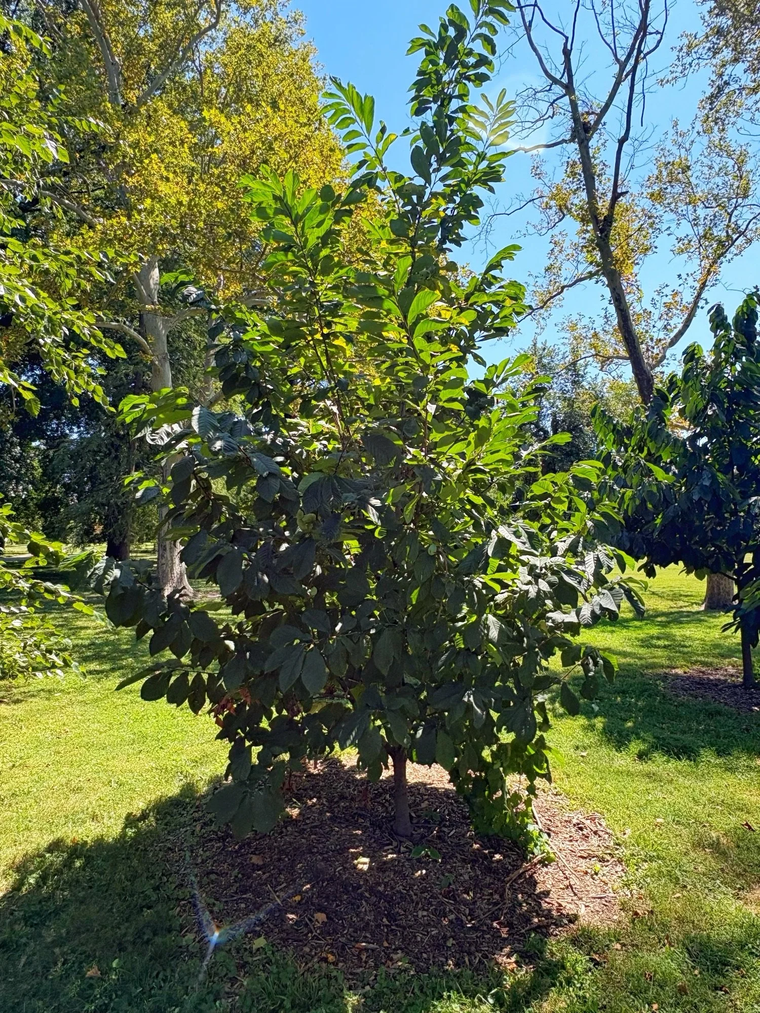🌳Tree of the Month for September 2026