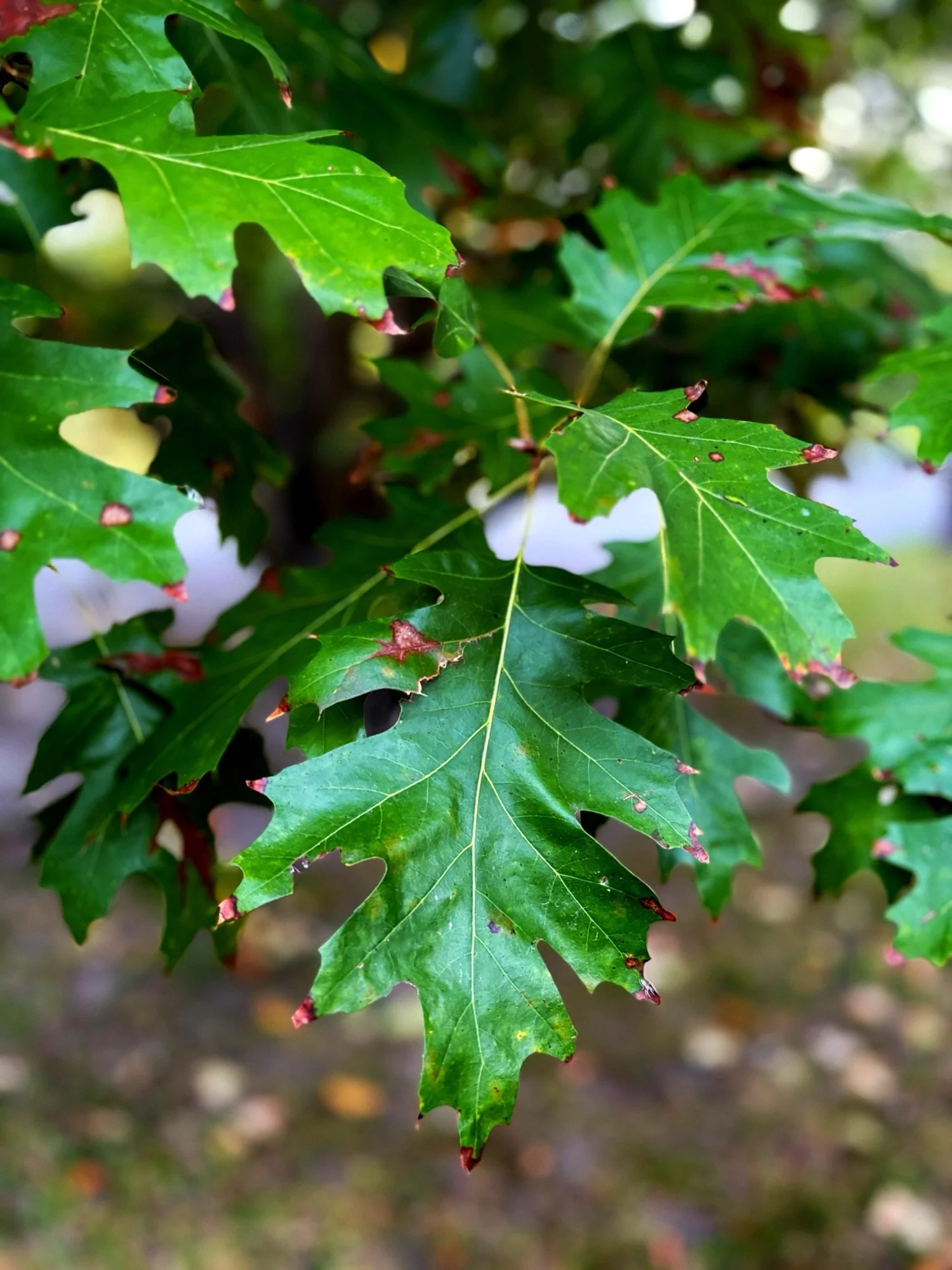 Tree of the Month for October 2026