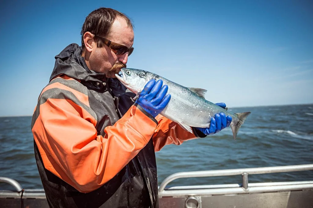 On the F/V Icy Bay, Aaron Opp continues the tradition of kissing the first sockeye of the season.