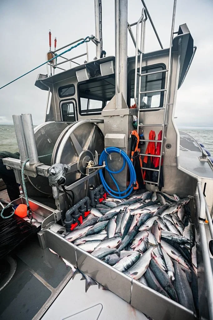 The back deck of the Icy Bay – lots of nice, big sockeye that just came aboard, ready to be bled and placed in refrigerated seawater to keep them at 34 degrees Fahrenheit.