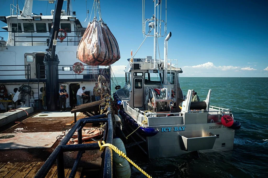 The Icy Bay offloads its catch at the end of another fishing day in Egegik. Here, two brailer bags, each containing hundreds of pounds of sockeye, are lifted with the tender vessel’s hydraulic crane. The fish are weighed, then lowered and spilled into the tender’s hold, which is filled with refrigerated sea water. From Egegik the fish are transported to a shore plant in Naknek where they will be filleted and frozen, or canned, so they can be enjoyed year-round.