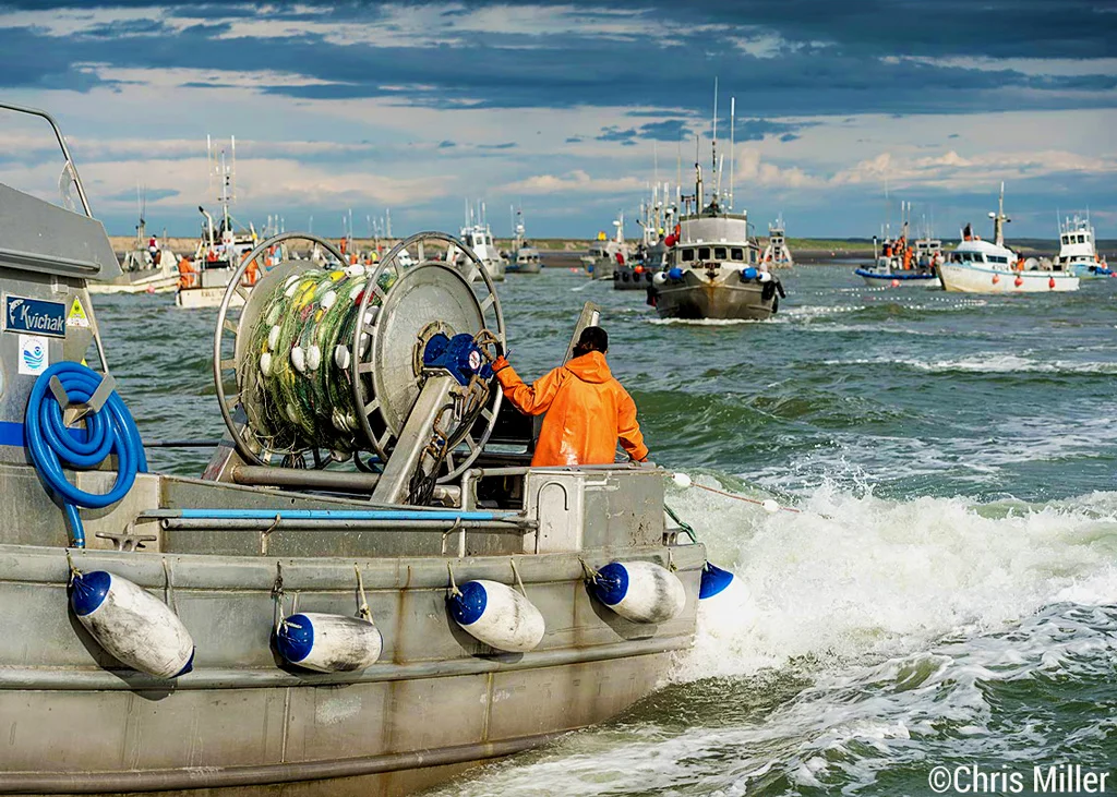 The crew of the F/V Seaquill set their net on the north line of the Egegik fishing district where the fish are moving across. Each of the Bay’s fishing districts is bound by a set of lines that define the area where it is legal to set our nets. Fishing outside of these areas results in stiff fines and penalties. This is just one of many measures that the fishery’s managers and enforcement personnel employ to make this one of the highest regulated but healthiest salmon fisheries on earth.