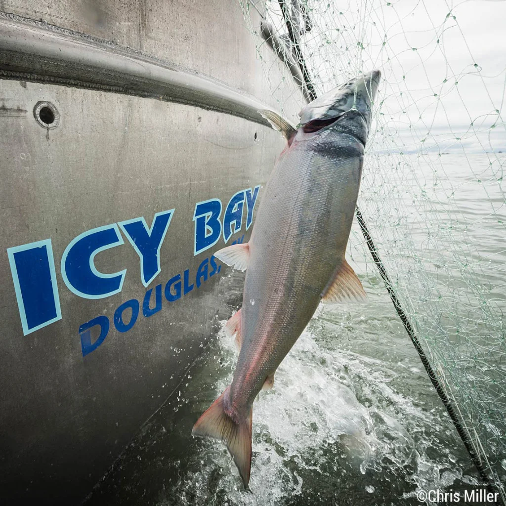 The season is beginning to wind down and the first few boats are starting to come out of the water. It was a surprisingly large run this year, but there is always the appeal of grabbing maybe just a few more fish.