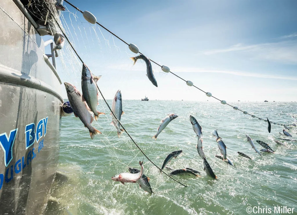 The estimate for the overall catch in Bristol Bay was recently revised to upwards of 38 million total sockeye salmon. Here you can see them coming in like grapes on a vine.