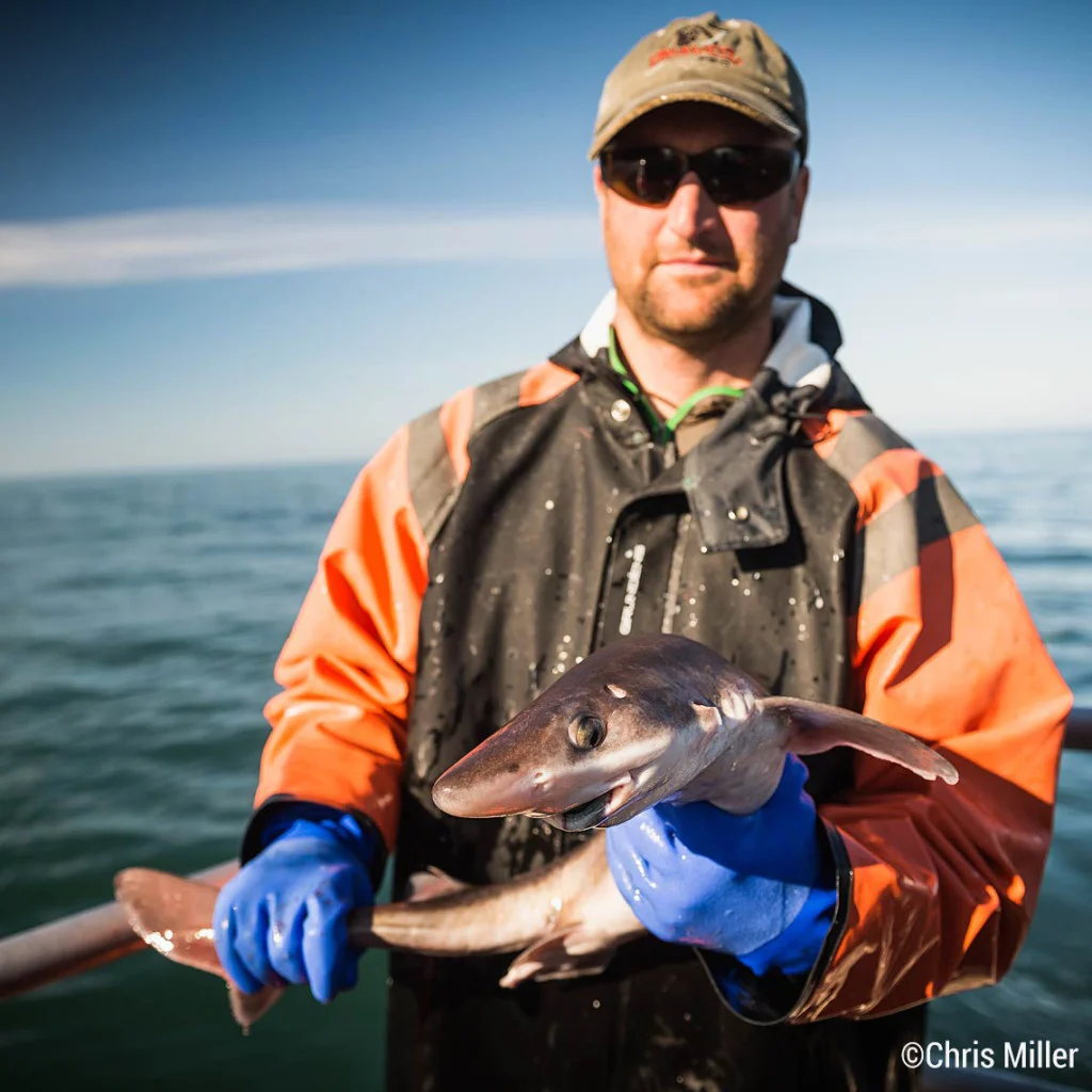Aaron Opp holds up a 3-foot dogfish, after carefully extracting him from the net. Despite the millions of Salmon that are getting caught every day, the amount of other fish harmed is virtually zero. Aaron released this guy and watched him happily swim away.