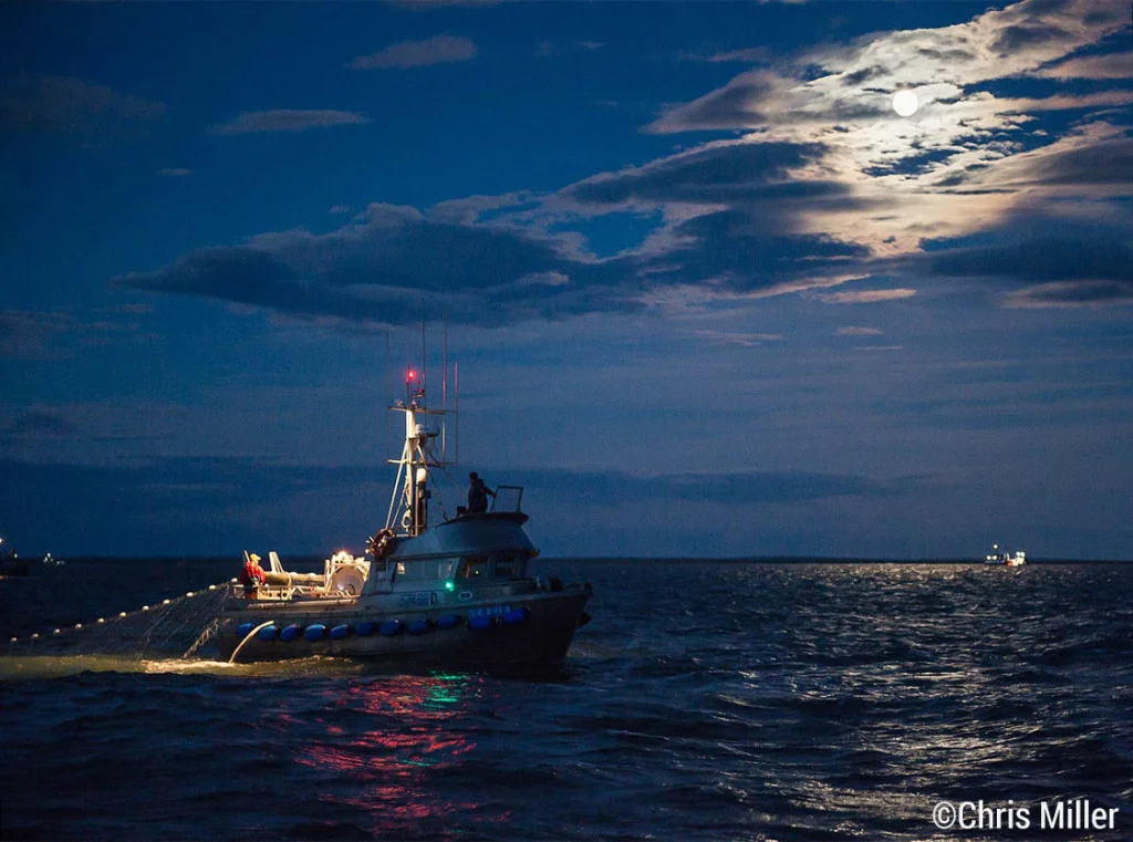 Chris Knight, on the F/V Selma, makes a set at night on Egegik’s South line illuminated by moonlight. The beautiful sockeye he was catching when this picture was taken are headed to America’s dinner plates as we speak. Maybe yours!
