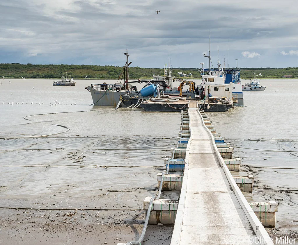 Once we are in the water this is our gangway to shore. The Leader Creek Seafoods shore pumping station, aka “the Boomer,” docks the tenders and pumps the fish almost a quarter-mile from the Naknek River to the processing plant.