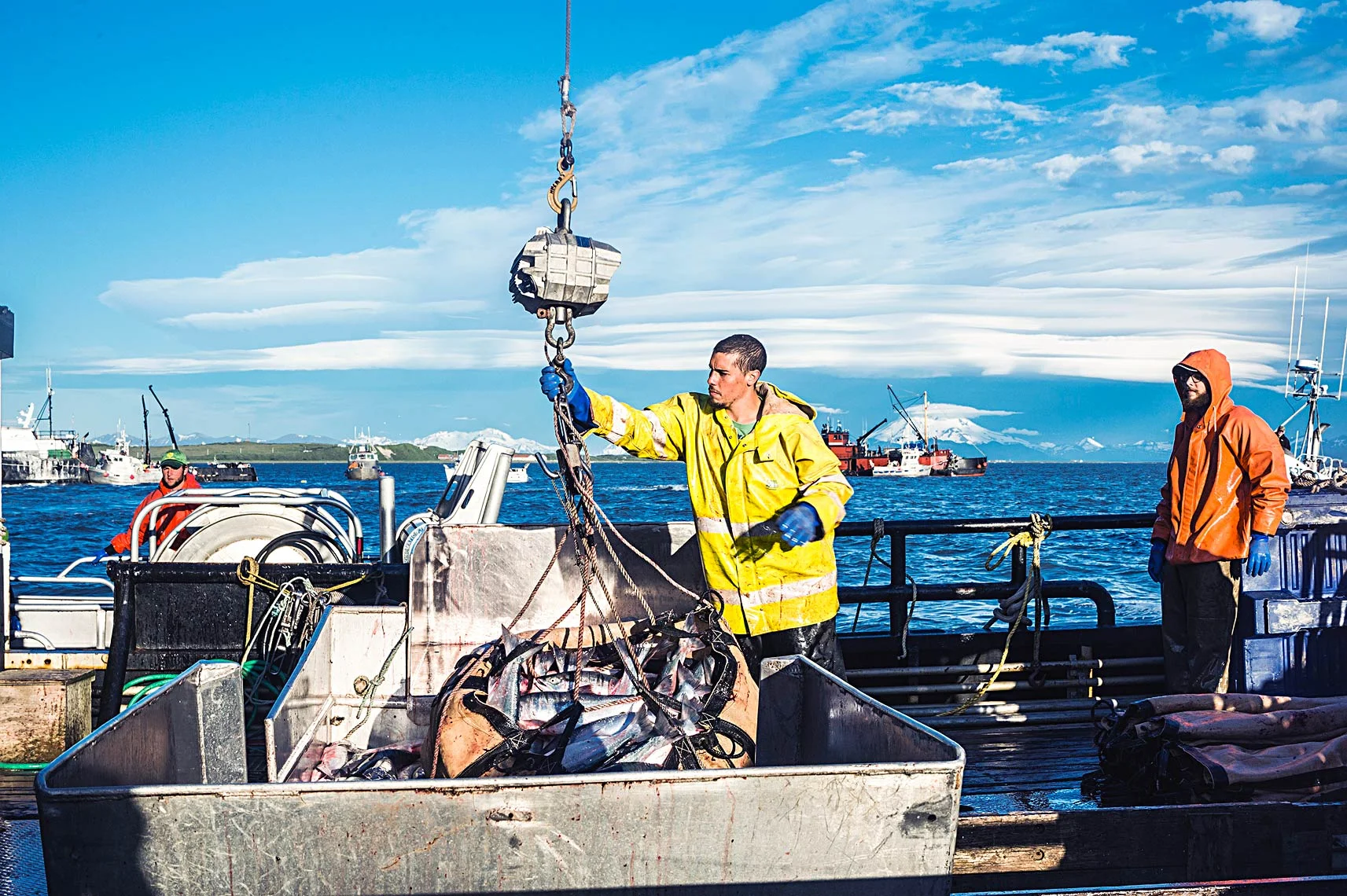 A tenderman dumps a load of sockeye into the hold in the Ugashik District.