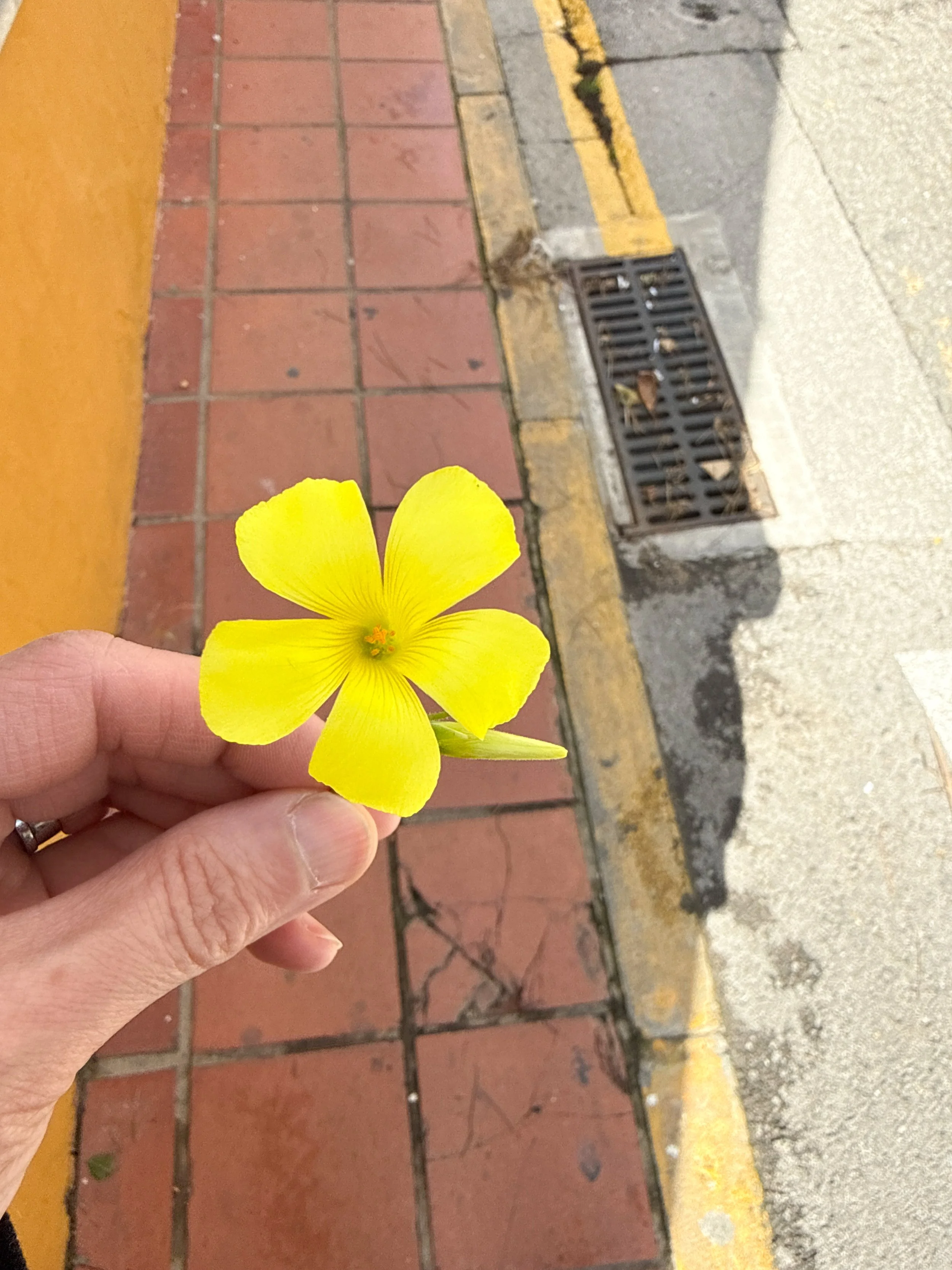 oxalis_onstreet.jpg