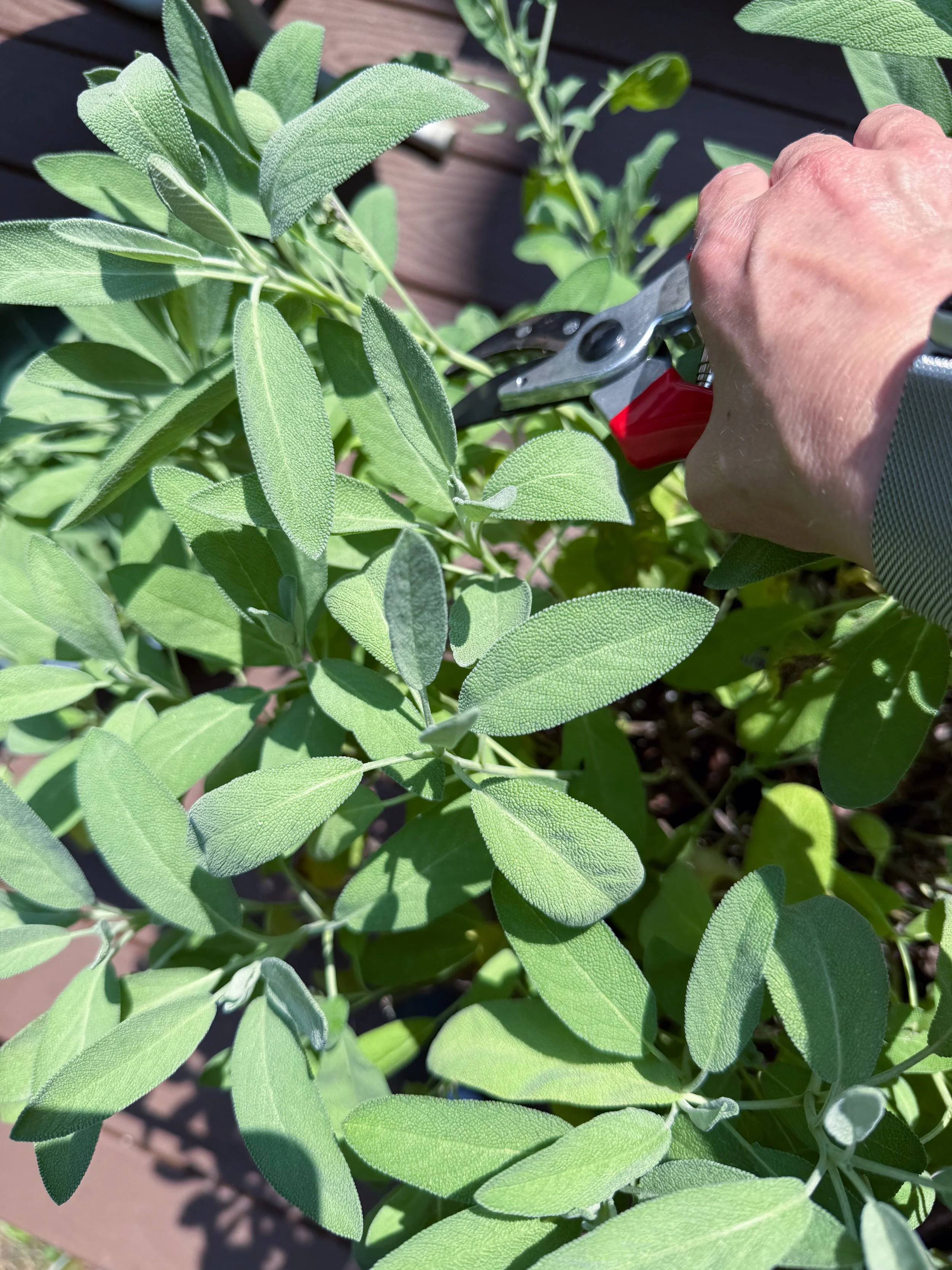 cutting_sage_leaves.jpg