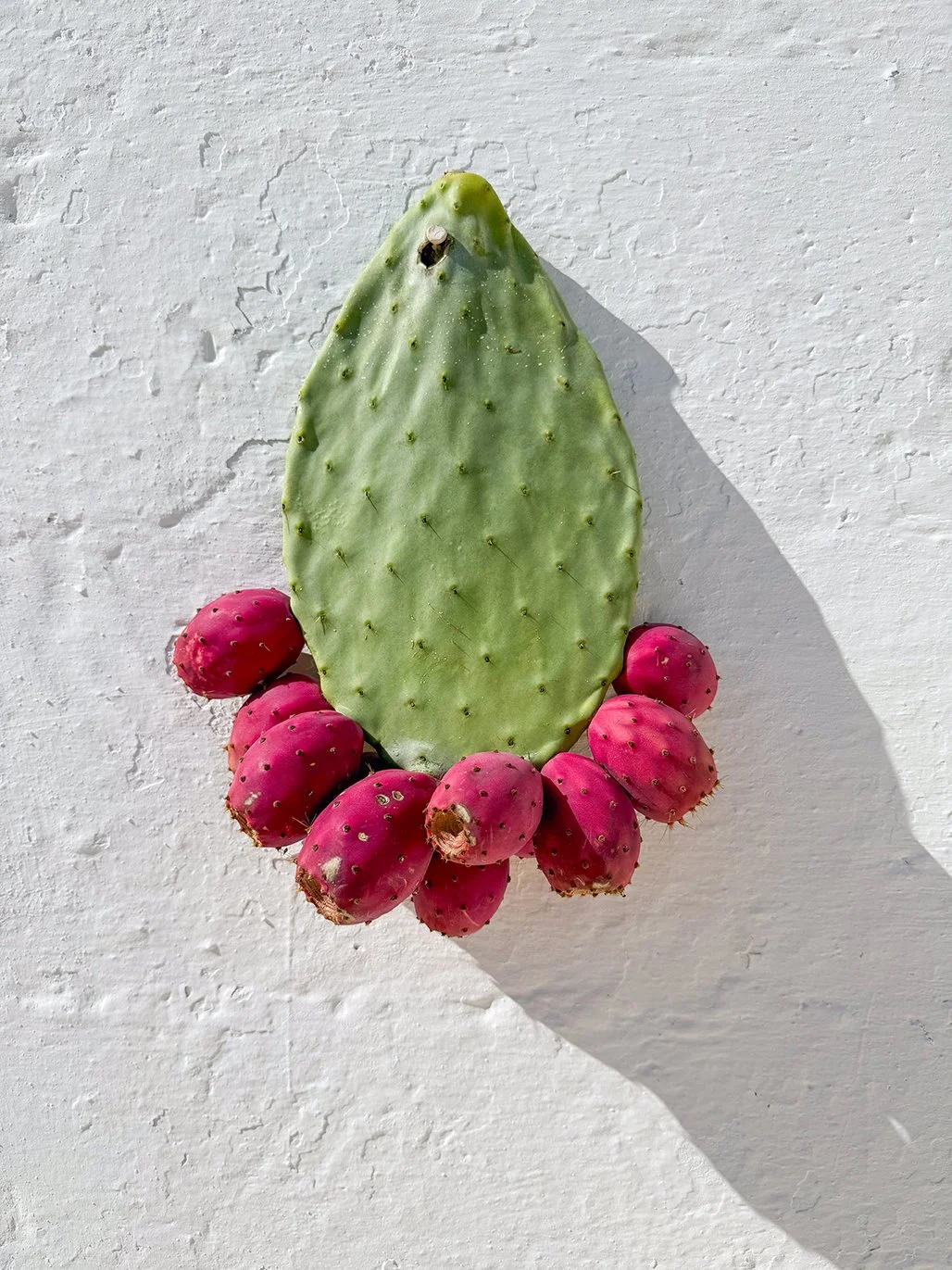 prickly-pear-cactus_puglia.jpg