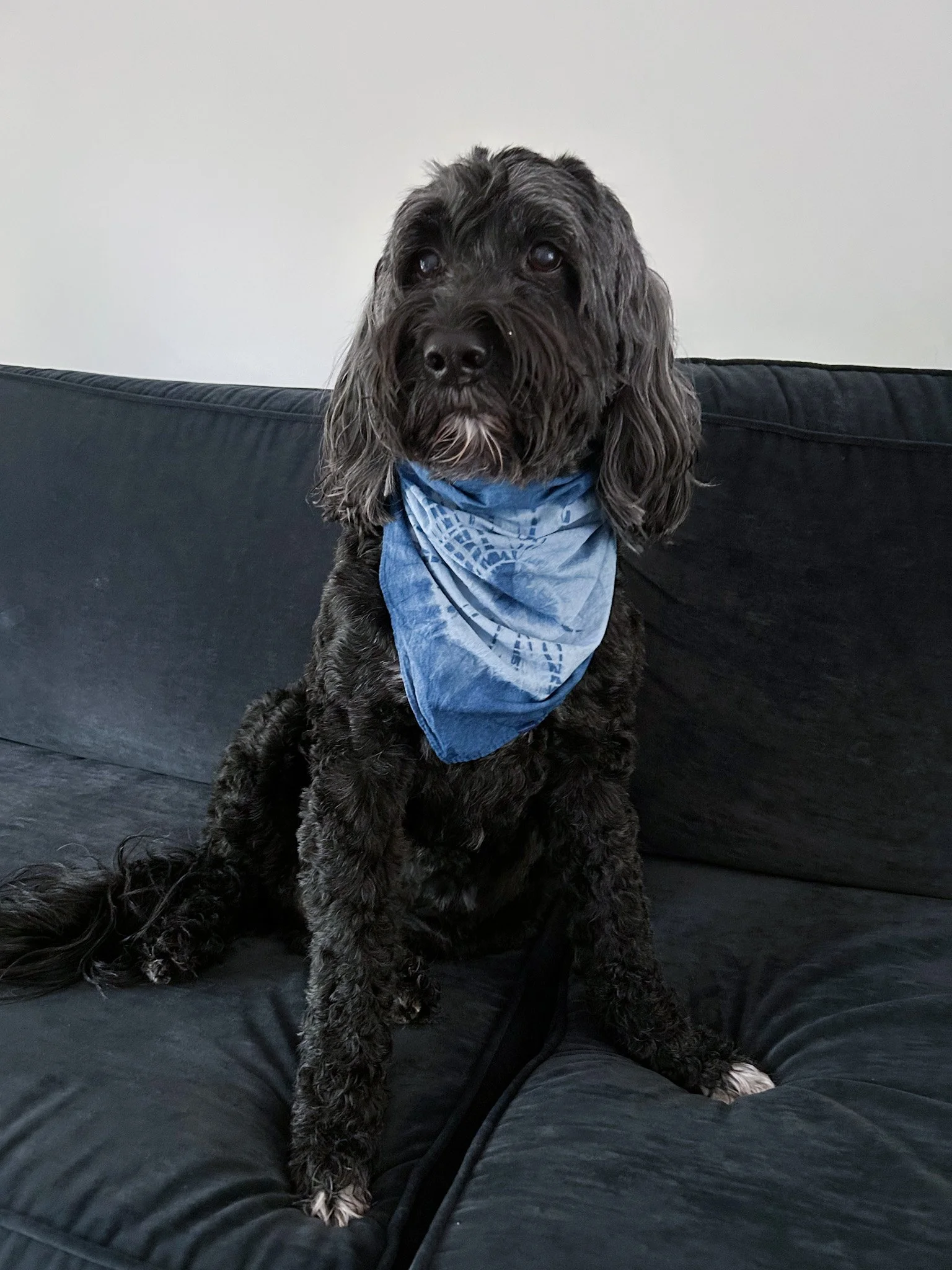 Roxy_spiderweb_bandana.jpg