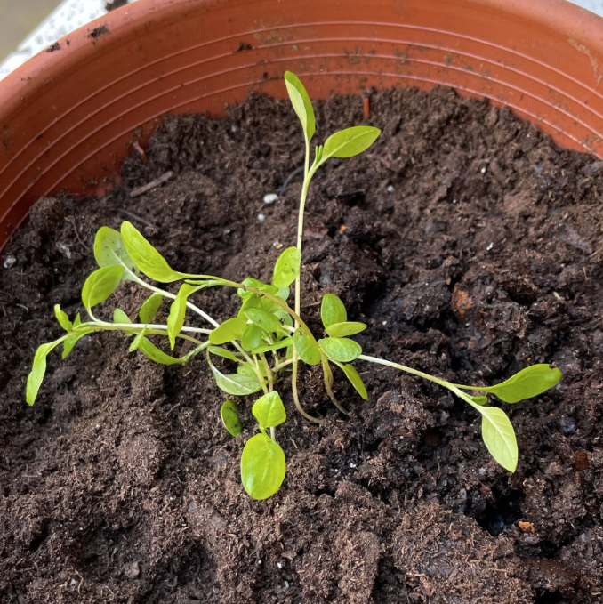 Indigo Seedlings