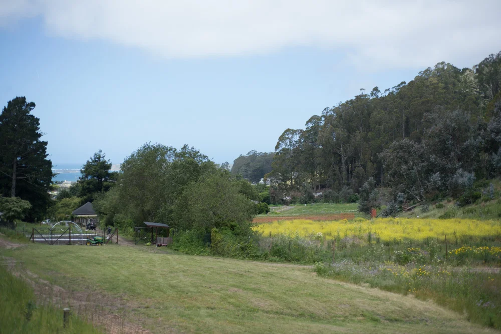 Miramar Farms. The ocean at Half Moon Bay is in the distance.