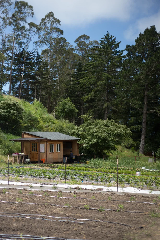 The farm beds