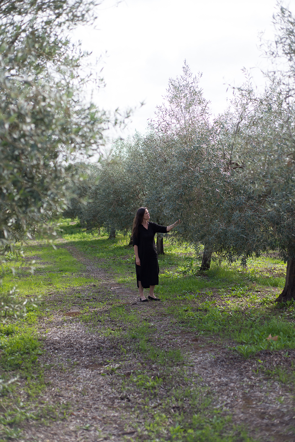 olive-farm.jpg
