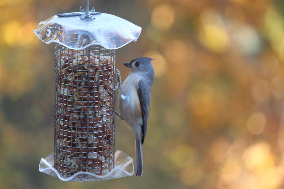 Tufted Titmouse on shelled peanut feeder. By S. Poe