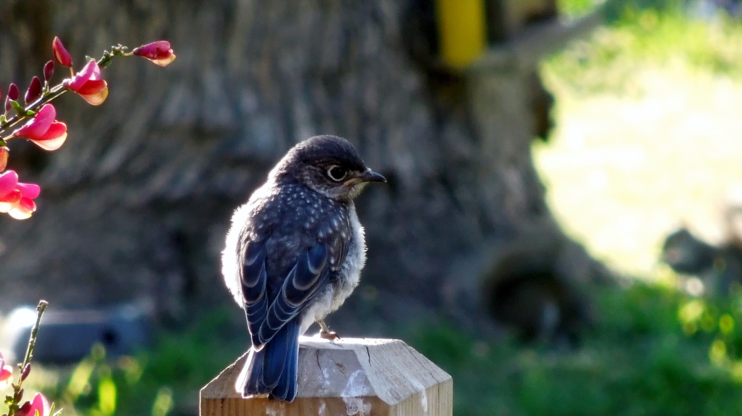 Baby bluebird.JPG