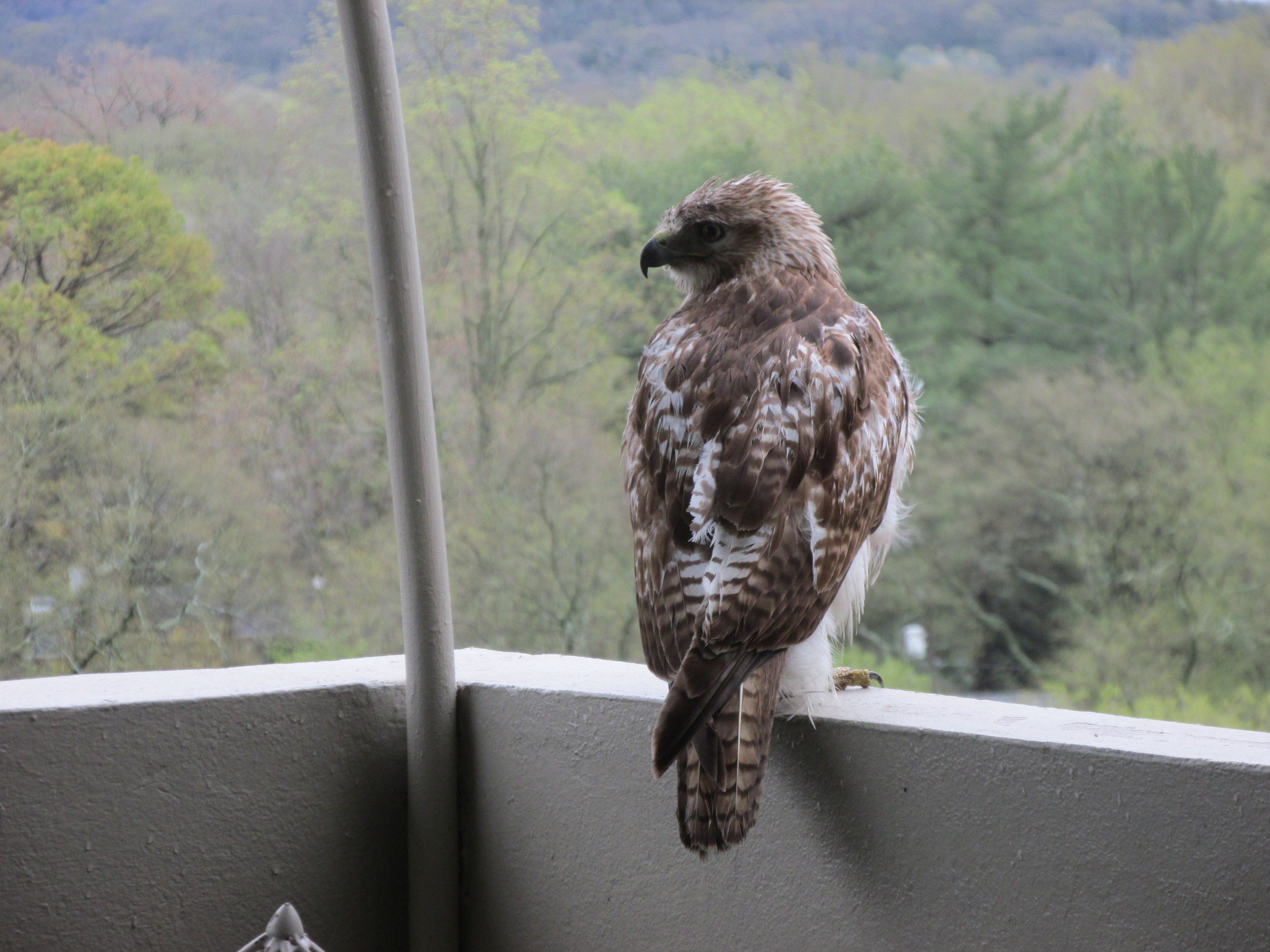 Red Tailed Hawk on the 10th Floor of Belle Meade tower. By Ruth Warner.