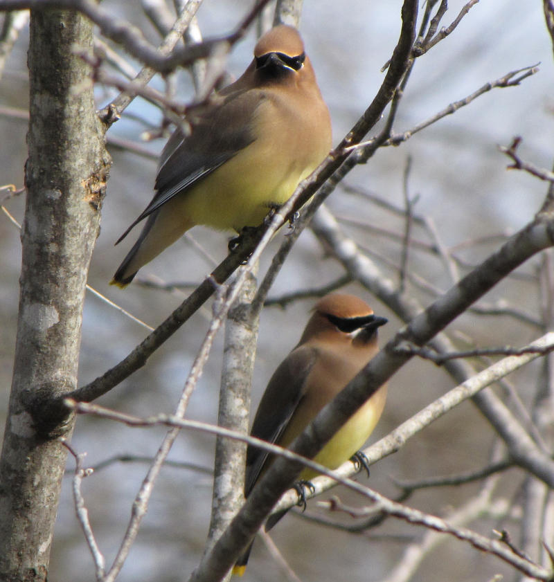 Cedar Waxwings Photo by Jan P.