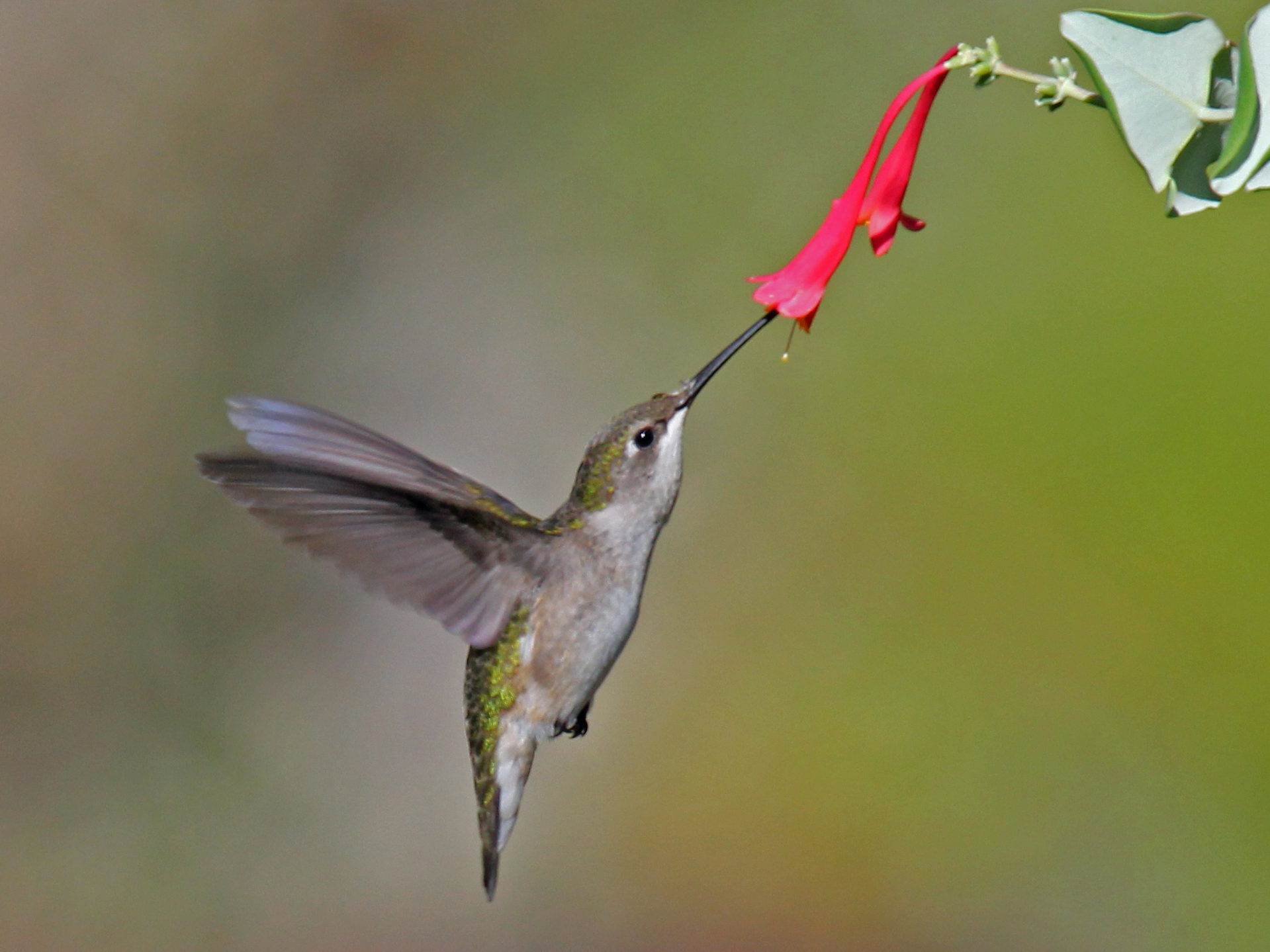 Female Ruby Throat