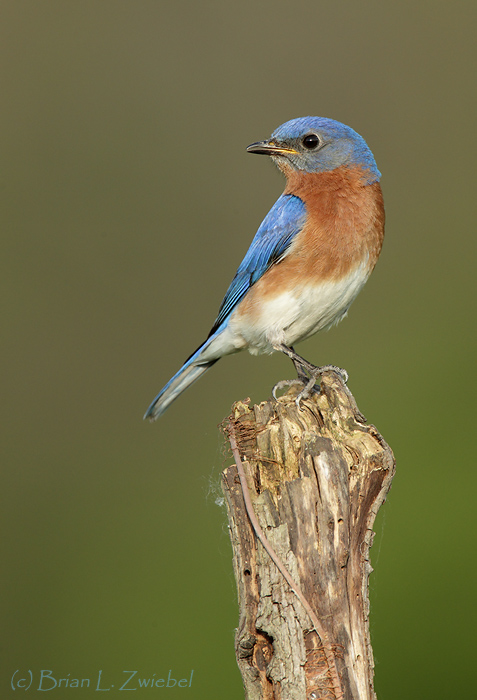 Male Bluebird