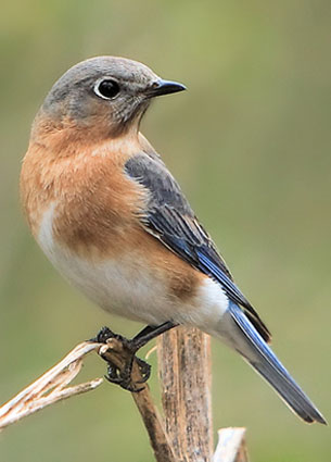 Female Bluebird