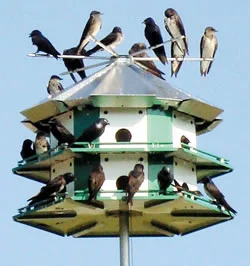 201103-purple-martin-colony.jpg