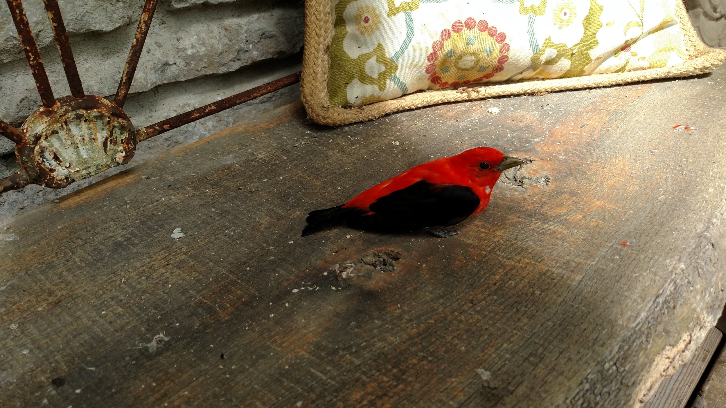 Bob M. Scarlet Tanager