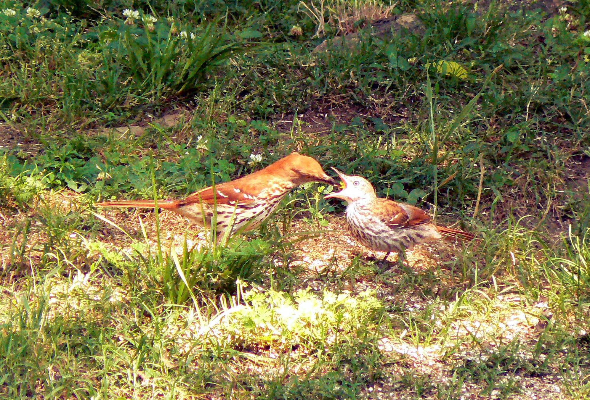 Brown Thrasher Feeding Young. Photo by Jerry Harms.