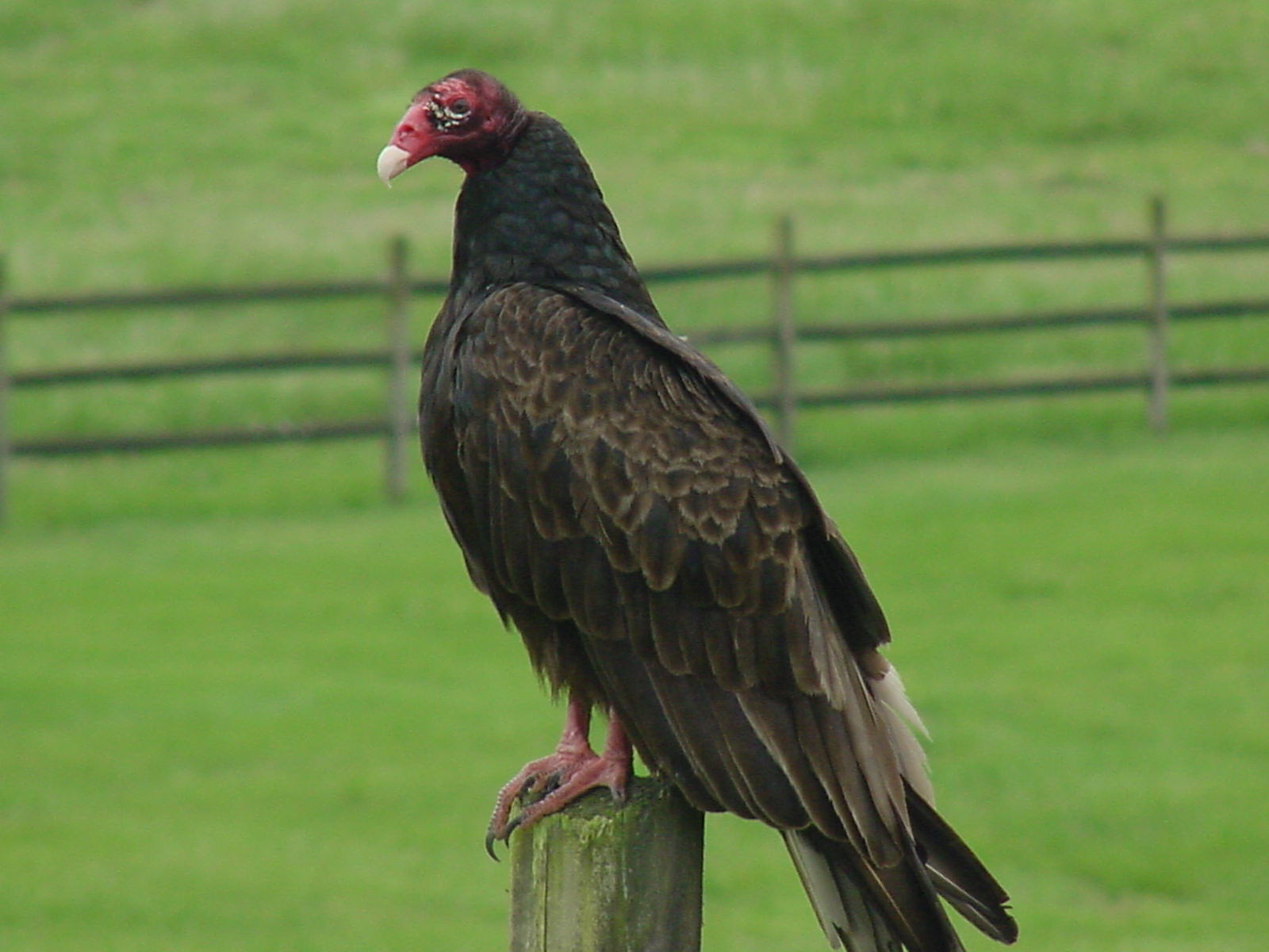 Turkey Vulcher Photo By Cathy C.