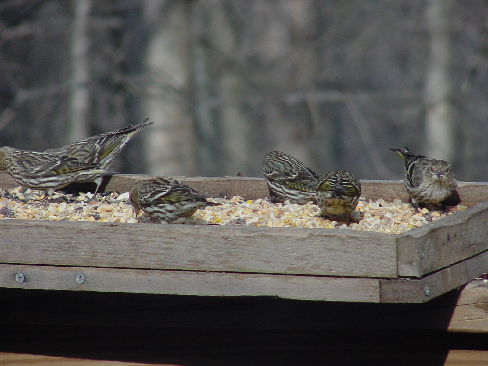 Pine Siskin. Photo By John C.