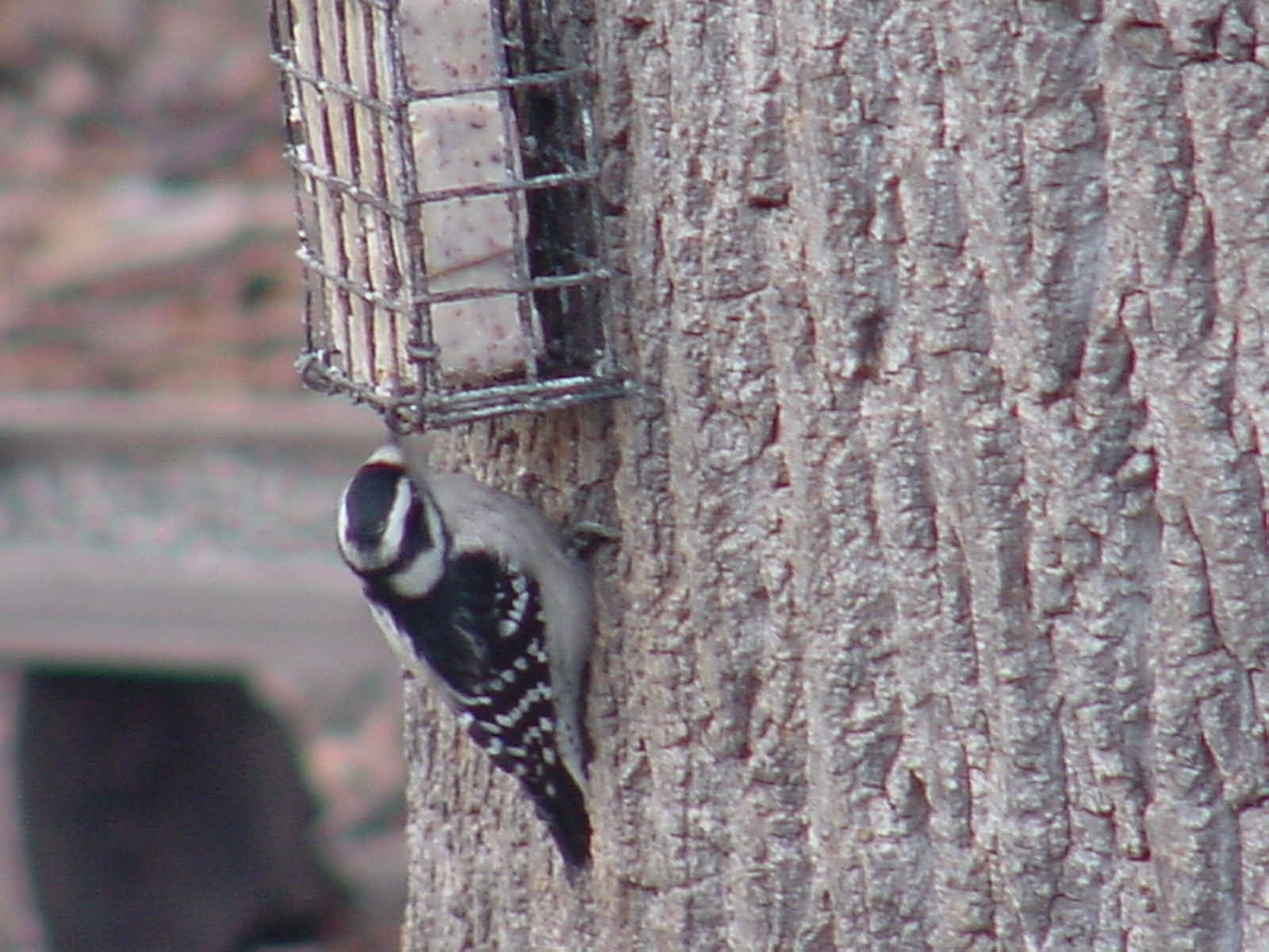 Downy Woodpecker. Photo By John C.