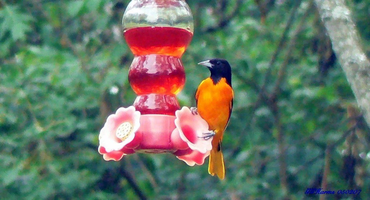 Baltimore Oriole. Photo by Jerry Harms.