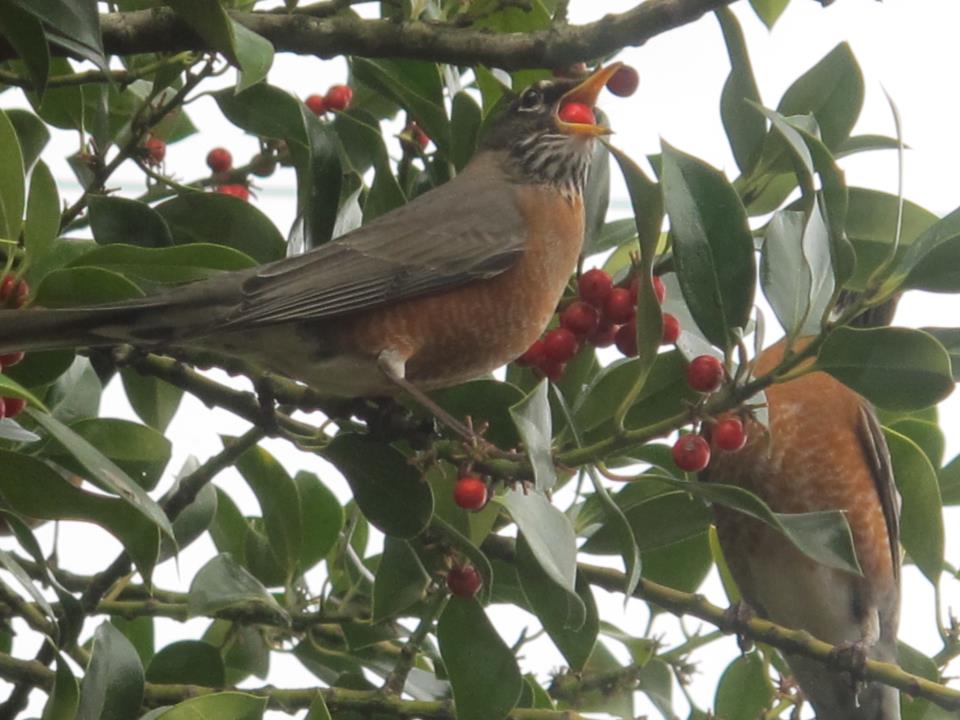 American Robin. Photo by Jesse Laney.