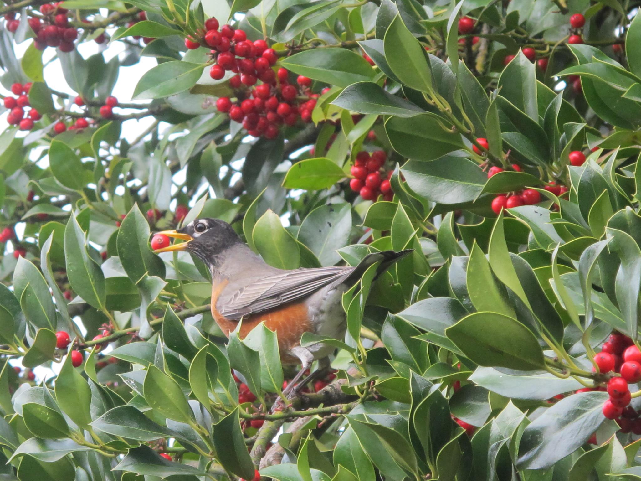 Robin Feeding on Holly Berries. Photo by Jesse Laney.