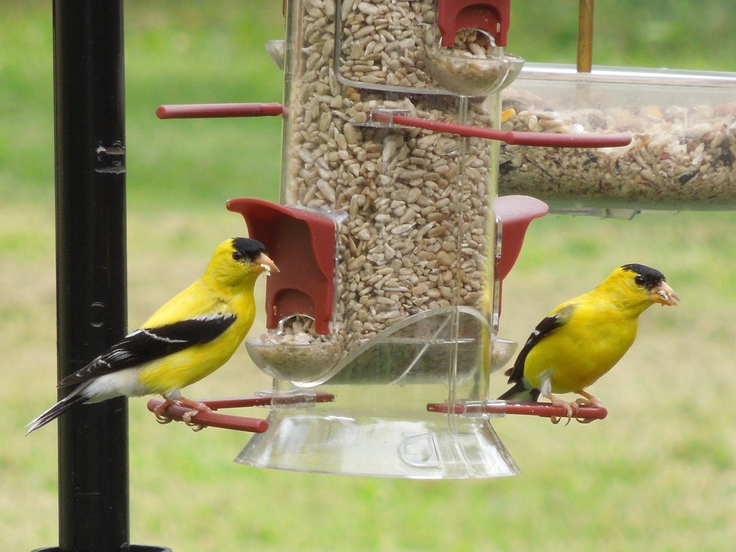 American Goldfinch. Photo by Heather W.
