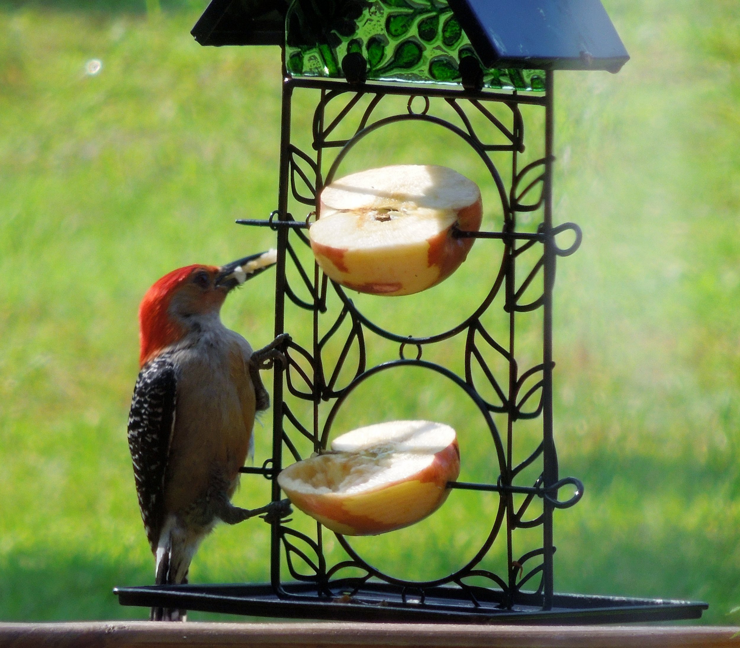 Red-bellied Woodpecker. Photo by Heather W.