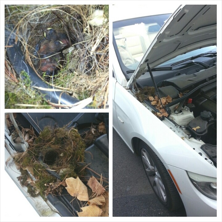 Carolina Wren nest under hood of car by Jamie Bacon