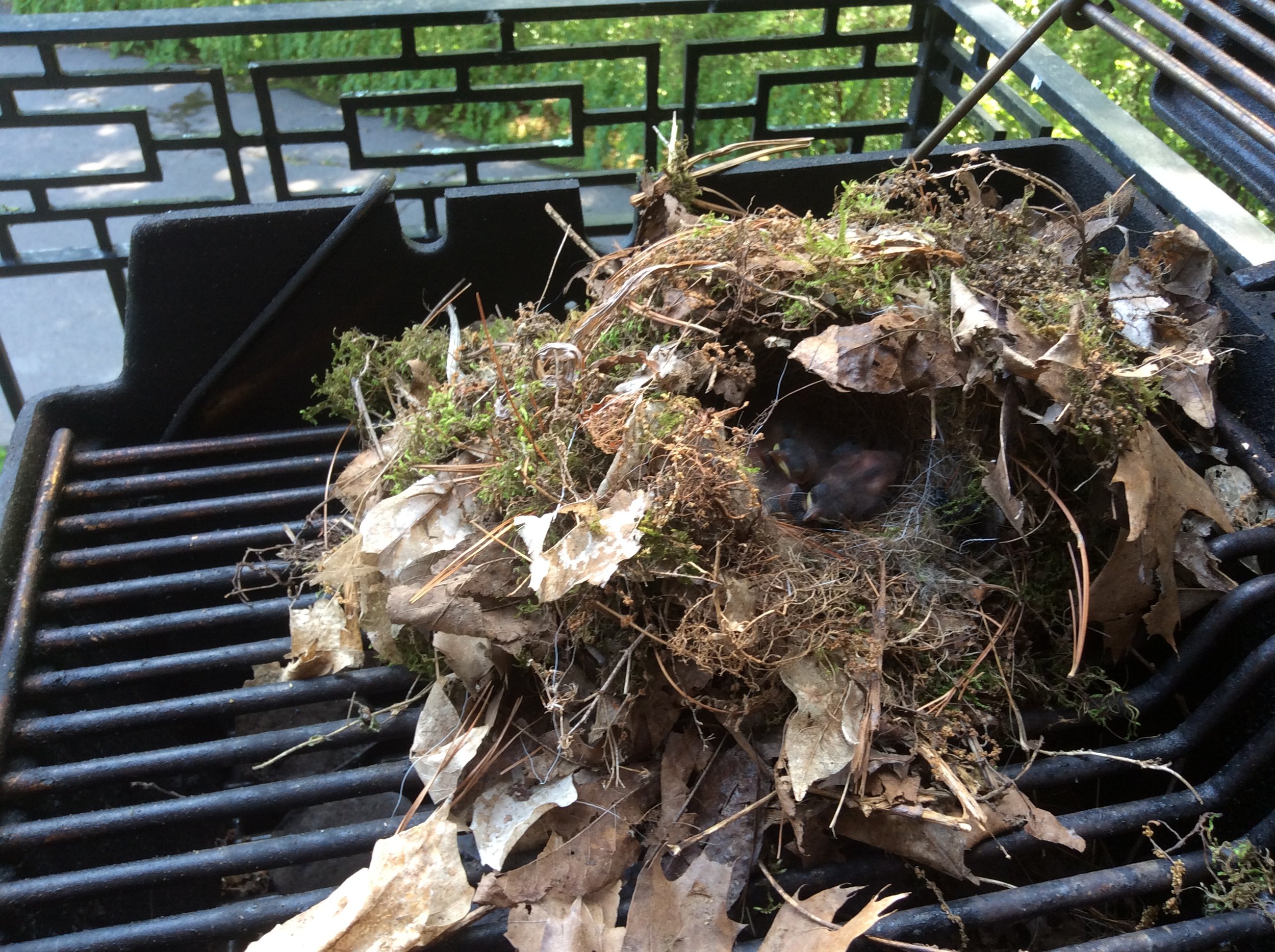Carolina Wren nest in BBQ grill by Shelley Page