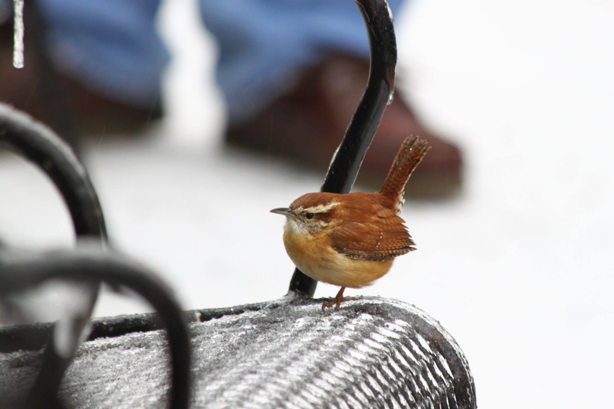 Hoppy the one legged wren