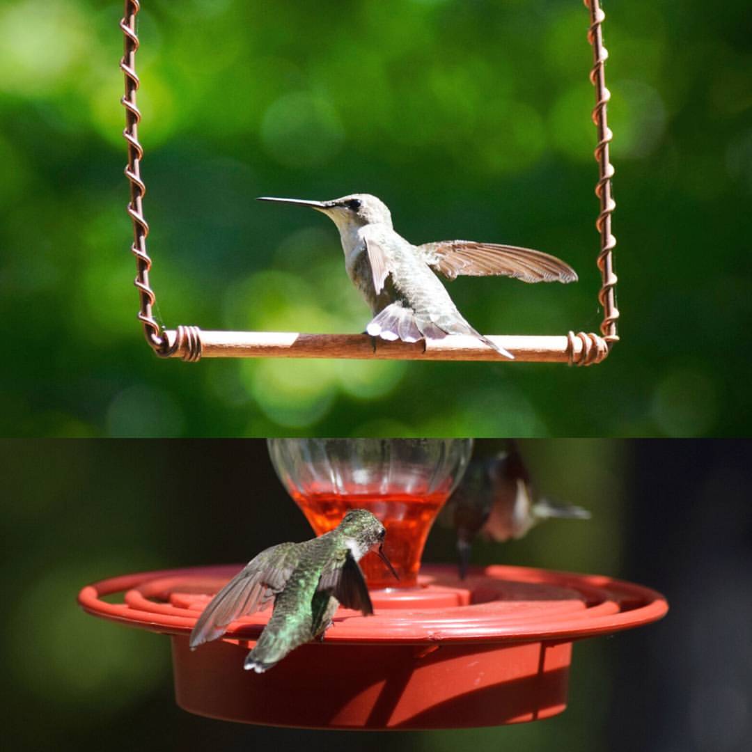 Ruby Throated Hummingbird. photo by Eli H.