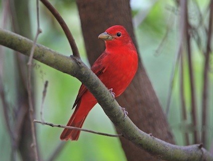 Scarlet Tanager Identification, All About Birds, Cornell Lab of Ornithology