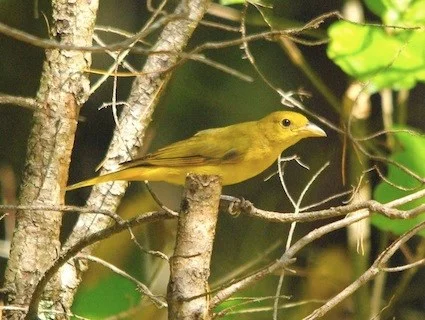 Bird Bio Summer Scarlet Tanager The Wood Thrush Shop
