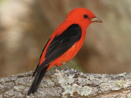 Scarlet Tanager Identification, All About Birds, Cornell Lab of