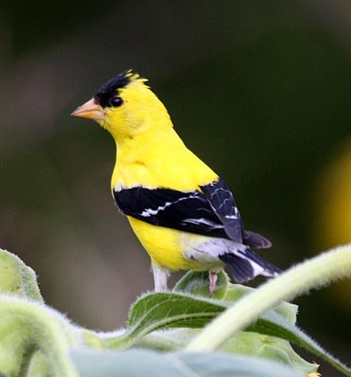 Male Goldfinch in summer plumage.