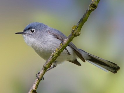 Wildlife Watching Wednesday: The Miniature Blue-Gray Gnatcatcher — Global  Outdoors Blog