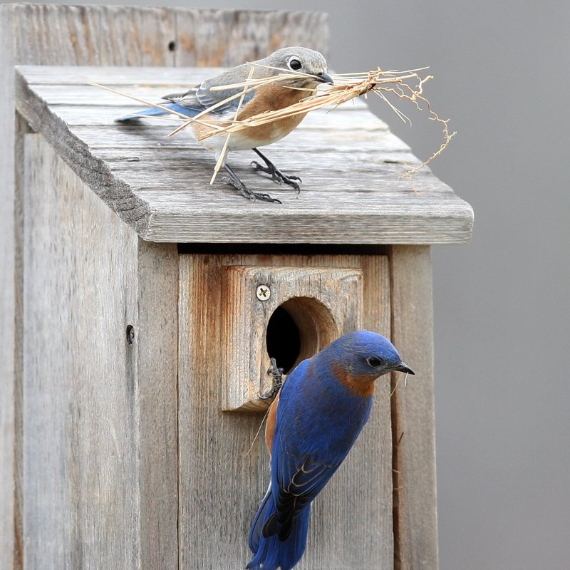 Bluebird birdhouse